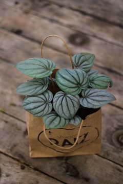 Peperomia Caperata/Plateada - comprar online