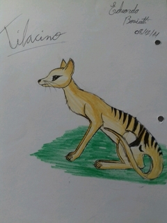 Tilacino