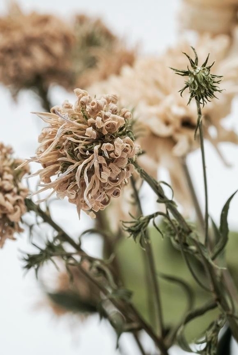 Lámina Flores Secas 4