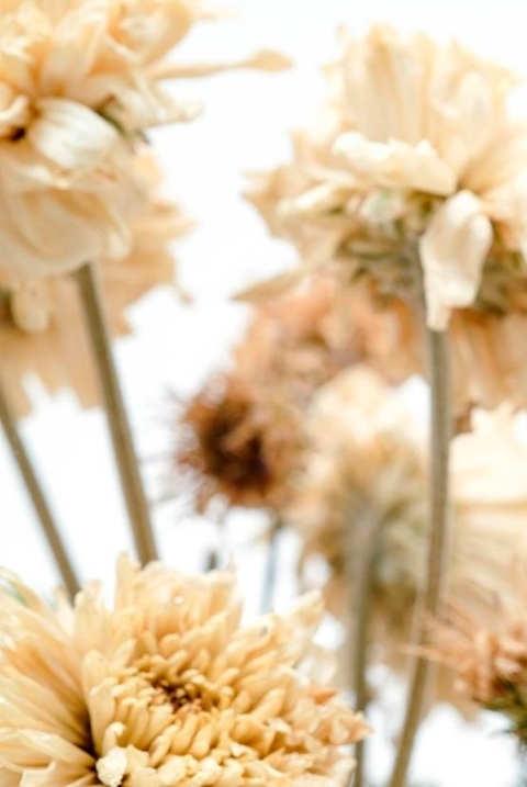 Lámina Flores Secas 5