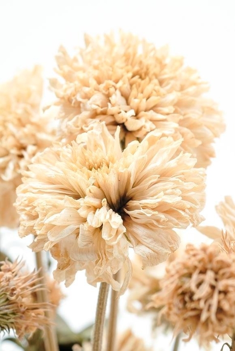 Lámina Flores Secas 7