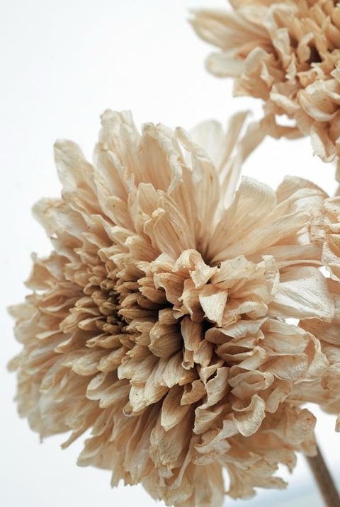 Lámina Flores Secas 2