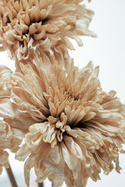 Lámina Flores Secas 3