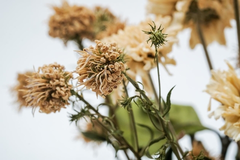 Lámina Flores Secas 8