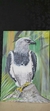 Óleo sobre tela " Gavião"