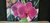 Quadro " orquídea rosa" - comprar online