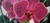 Quadro " orquídea rosa"