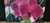 Quadro " orquídea rosa" na internet