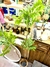 Ficus en internet