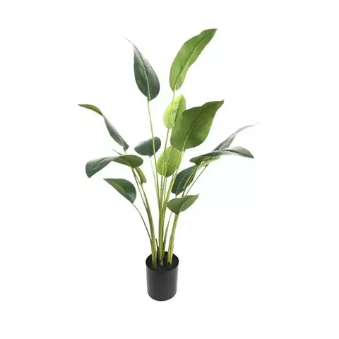Strelitzia Nicolai 90 cm