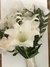 Ramo orquideas en internet