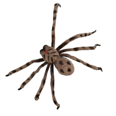 ARAÑA