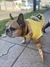 Conjunto Buzo+Remera para perro Star Dog - comprar online