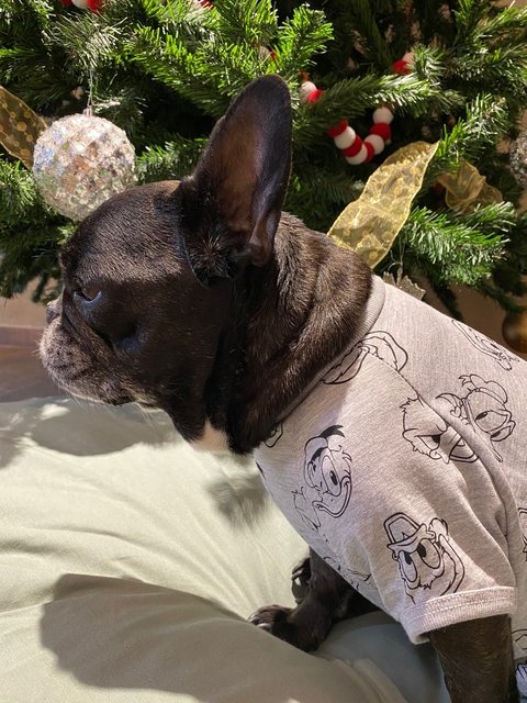 Remera para perros Donald Navidad