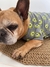 Remera para perro Mike - comprar online
