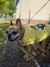 Conjunto Buzo+Remera para perro Star Dog