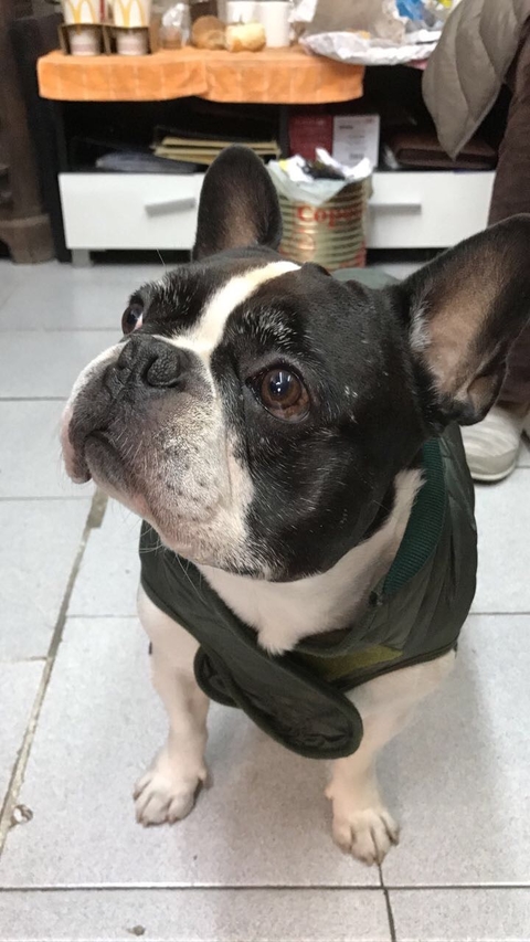 Piloto para perro Clasico verde