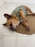 Imagen de Conjunto Buzo+Remera para perro Mike