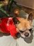 Remera para perros Santa Navidad en internet