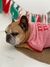 Remera para perro Rayada Merry - comprar online
