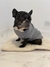 Buzo para perro Mike en internet