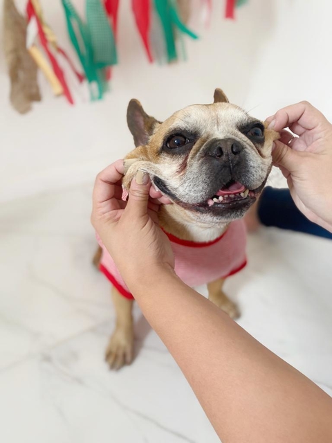 Remera para perro Rayada Roja