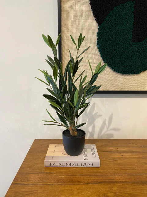 Olivo 50 cm