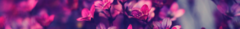 Banner de la categoría Camperas y Blazer