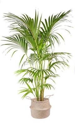Palmera