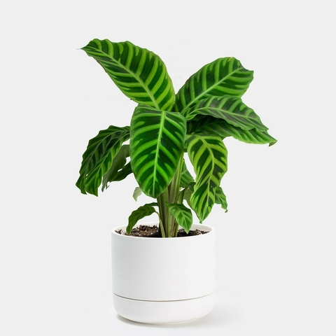 Calathea zebrina