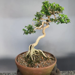 Bonsai de buxus sempervirens - comprar online