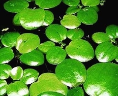 Limnobium Iaevigatum Aquaplante