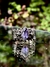 Anillo Saba II