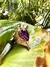 Anillo Briana bronce en internet