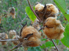 Saia curta com bolso em renda renascença - loja online