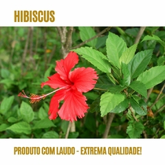 Hibiscus! Pote com 120 Cápsulas de 400mg! na internet