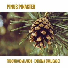 Pinus Pinaster (Song Jie)! 120 cápsulas de 300mg! na internet