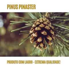 Pinus Pinaster (Song Jie)! 120 cápsulas de 300mg! na internet