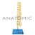 Coluna Vertebral Torácica - TGD-0143-A