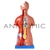 Torso de 45cm, Bissexual / Assexuado, com Coluna Exposta, em 25 Partes