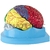 CEREBRO COM REGIOES NEURO-FUNCIONAIS, EM 8 PARTES - TZJ-0303-N