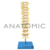 Coluna Vertebral Torácica - TGD-0143-A