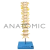 Coluna Vertebral Torácica - TGD-0143-A