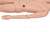 Manequim Bissexual Adulto C/ Órgãos Internos P/ Treino de Enfermagem de 1,70cm - SD-4000 - Sdorf Scientific - comprar online