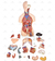 Torso Humano Bissexual C/ Abertura nas Costas de 85 cm C/ 24 Partes - SD-5022 - Sdorf Scientific - comprar online