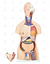 Torso Humano Bissexual C/ Abertura nas Costas de 85 cm C/ 24 Partes - SD-5022 - Sdorf Scientific