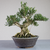 Bonsai de Buxus Harlandii no estilo Moyogi - comprar online