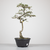 Pré-Bonsai de Ulmus Parvifolia no estilo Bunjin