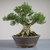 Bonsai de Buxus Harlandii no estilo Moyogi na internet