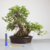 Bonsai de Ficus Formosana no Estilo Moyogi - comprar online